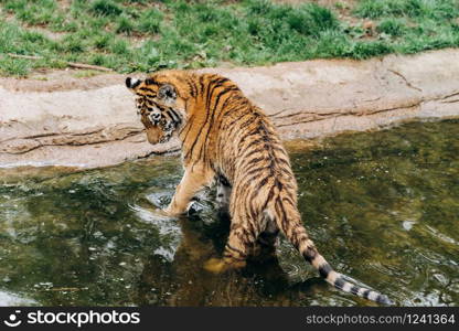 A tiger walks on the water on a Sunny day