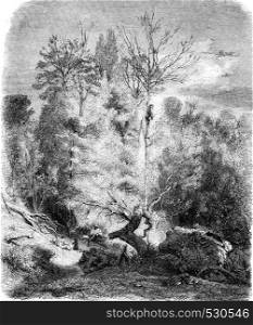A timber near Luciennes, vintage engraved illustration. Magasin Pittoresque 1852.