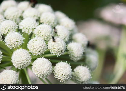 A tiny, black wasp pollinates a white ammi flower in a summer garden.. Tiny Wasp On Ammi Flower