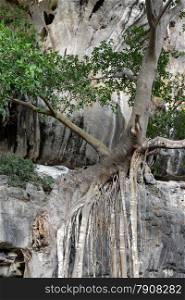 A tonsai Tree at the Hat Tom Sai Beach at Railay near Ao Nang outside of the City of Krabi on the Andaman Sea in the south of Thailand. . THAILAND