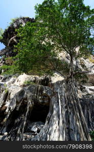 A tonsai Tree at the Hat Tom Sai Beach at Railay near Ao Nang outside of the City of Krabi on the Andaman Sea in the south of Thailand. . THAILAND