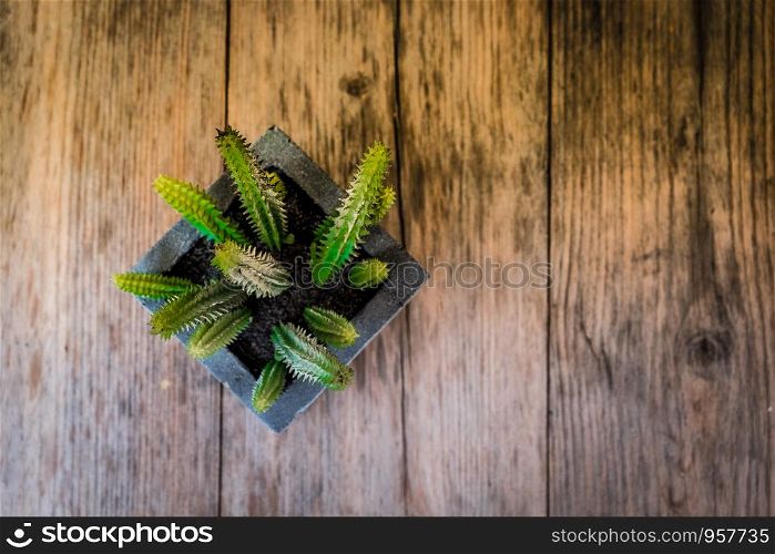 A top view of cactus in a black square pot on wooden table with vignette and vintage tone, selective focus.
