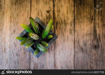 A top view of cactus in a black square pot on wooden table with vignette and vintage tone, selective focus.