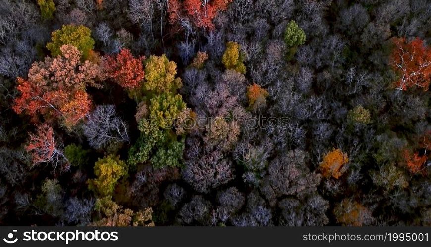 A top view of colored forest during the autumn