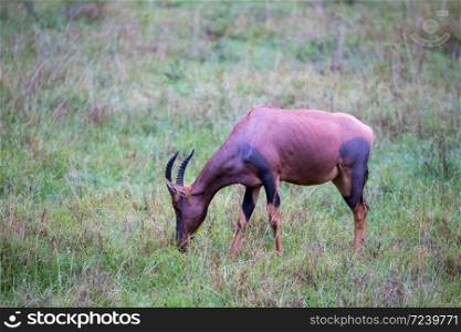 A Topi antelope in the grassland of Kenya&rsquo;s savannah. Topi antelope in the grassland of Kenya&rsquo;s savannah