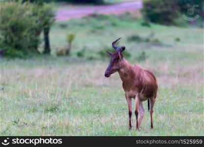 A Topi antelopes are standing in the tall grass between different bushes. Topi antelopes are standing in the tall grass between different bushes