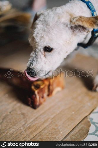 a toy poodle breed dog enjoying a t-bone