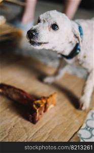 a toy poodle breed dog enjoying a t-bone