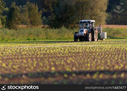 A tractor in field, farmers planting lettuce. Agriculture concept. A tractor in field, farmers planting lettuce.
