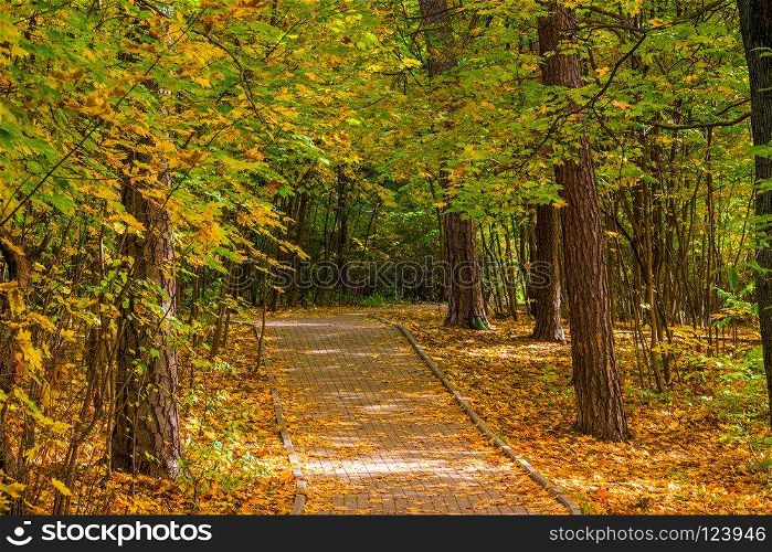 A trail for tourists in the autumn city park, landscape
