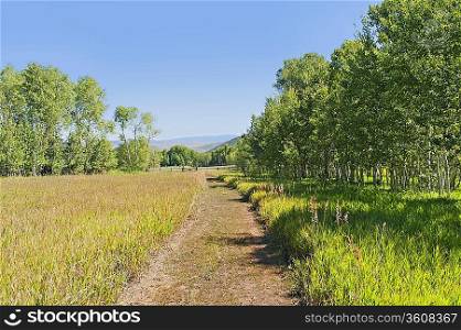 A tranquil green country scene with a path leading through the grass field surrounded by trees
