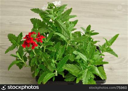 A tray of red verbena seedlings