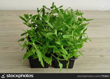 A tray of Verbena seedlings