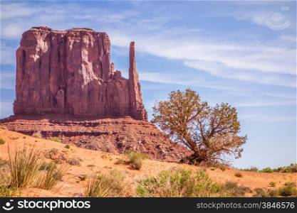 A tree and a butte in Monument Valley