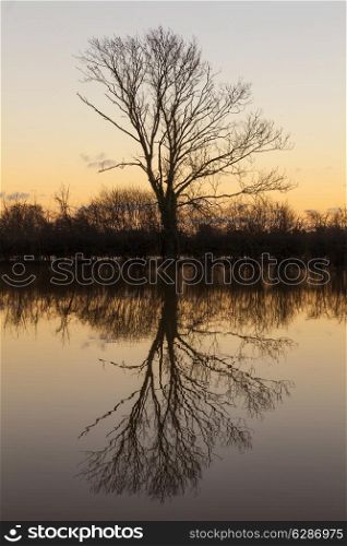 A tree and it?s reflection in a lake or river at sunset or sunrise