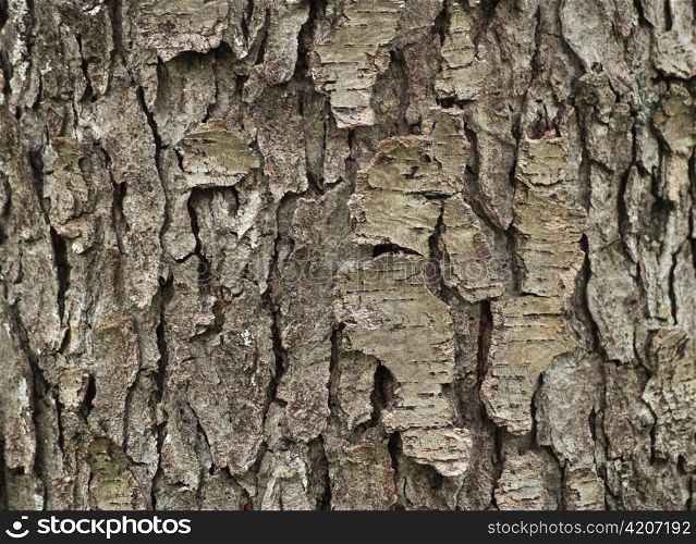 a tree bark , close up shot for background