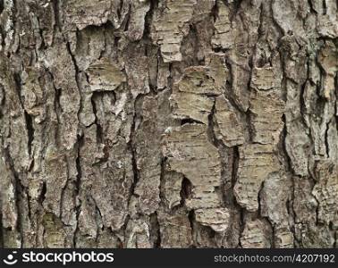 a tree bark , close up shot for background