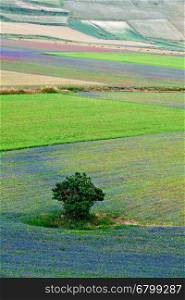 A tree between colorful flowers of the lentil in Castelluccio of Norcia, Italy
