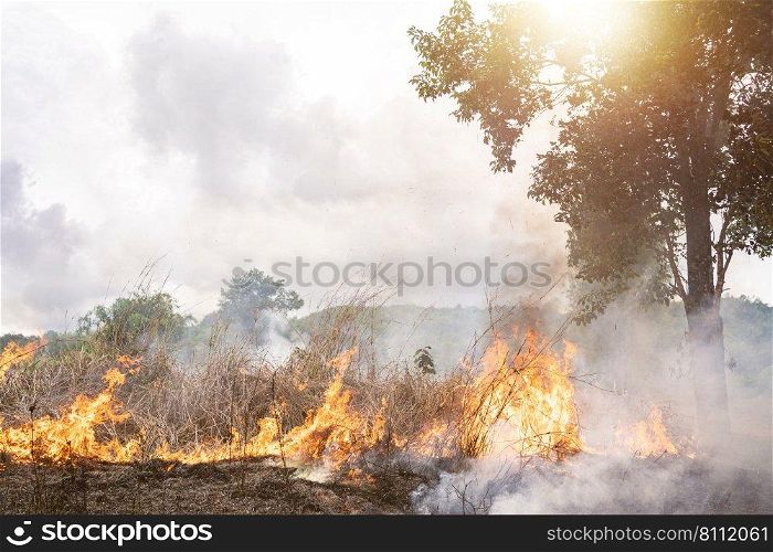 A tree devoured by flames, Climate change. Enviromental.