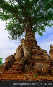 A tree growing on an old temple in mini - Bagan, Hsipaw Myanmar