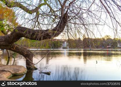 A tree growing on the edge of zoo lake in Johannesburg, South Africa
