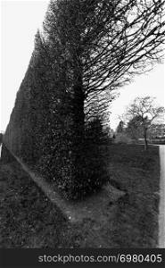 A tree in the distance against an arching long bush fence in black and white at the Royal Botanic Garden in Edinburgh, Scotland shot on a cloudy spring afternoon