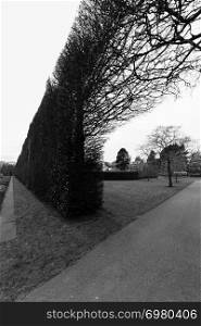 A tree in the distance on the side of a footpath against an arching long bush fence in black and white at the Royal Botanic Garden in Edinburgh, Scotland shot on a cloudy spring afternoon