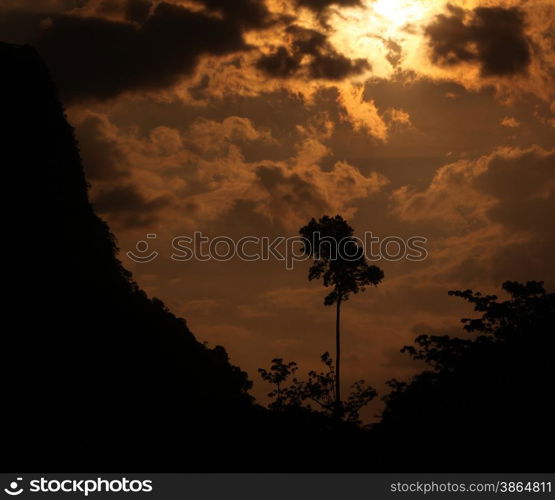 a tree in the landscape on the road12 bedwen the Towns of Tha Khaek and the Village of Mahaxai Mai in central Lao in the region of Khammuan in Lao in Souteastasia.. ASIA LAO KHAMMUAN REGION