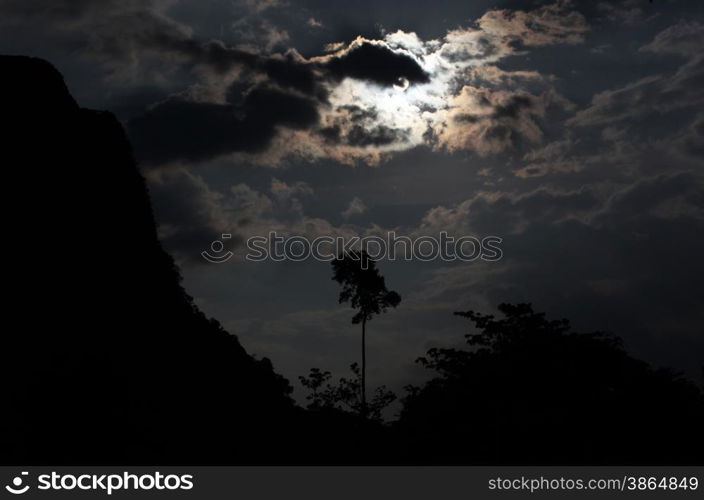 a tree in the landscape on the road12 bedwen the Towns of Tha Khaek and the Village of Mahaxai Mai in central Lao in the region of Khammuan in Lao in Souteastasia.. ASIA LAO KHAMMUAN REGION