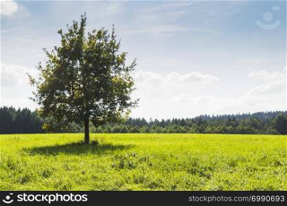 A tree in the middle of green meadow next to a forest