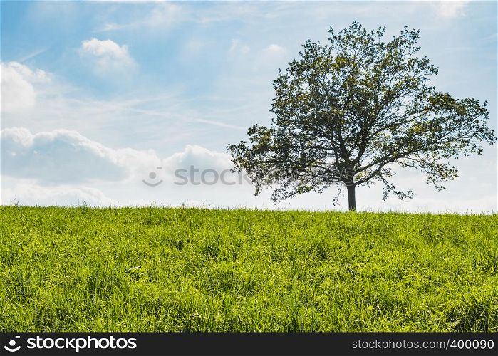 A tree in the middle of green meadow with blue sky background