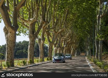 A tree lined road in the South of France.
