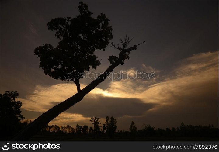 a tree near the city of Amnat Charoen in the Provinz Amnat Charoen in the northwest of Ubon Ratchathani in the Region of Isan in Northeast Thailand in Thailand.&#xA;