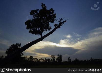 a tree near the city of Amnat Charoen in the Provinz Amnat Charoen in the northwest of Ubon Ratchathani in the Region of Isan in Northeast Thailand in Thailand.&#xA;