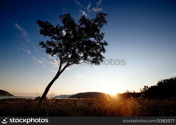 A tree silhouette against a sunset and ocean background