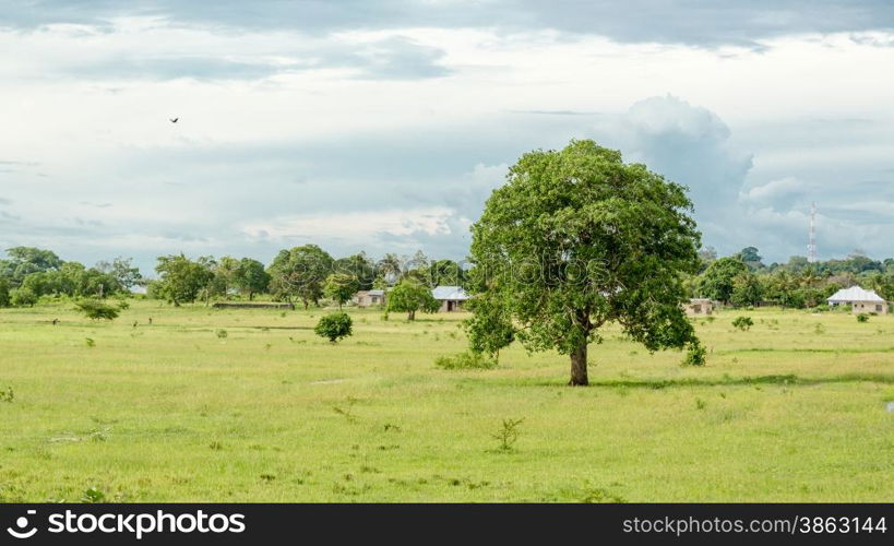 A tree standing tall in the meadow lit by the late afternoon sun