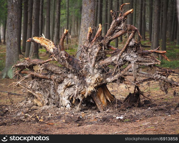 a tree stump in the forest