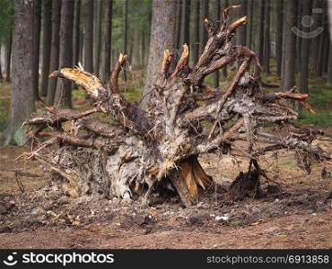 a tree stump in the forest