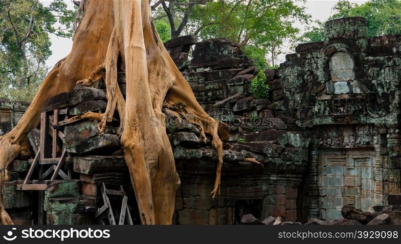 A tree wins the fight against ancient architecture temple in Angkor Wat Th-Phrom. A tree sitting on an ancient temple in Angkor Wat-Ta Phrom