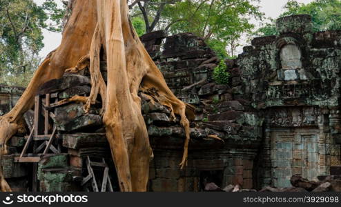 A tree wins the fight against ancient architecture temple in Angkor Wat Th-Phrom. A tree sitting on an ancient temple in Angkor Wat-Ta Phrom