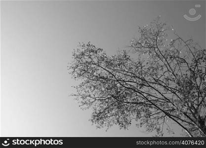 A tree with few leaves left in black and white