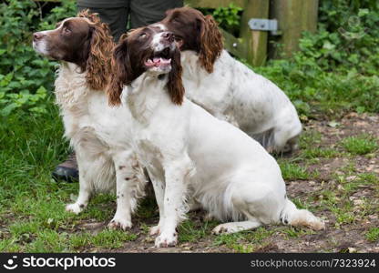 A trio of liver and white springer spaniels