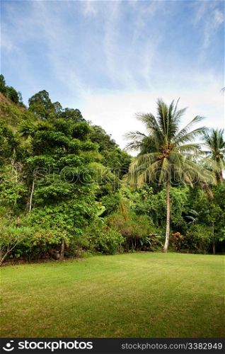 A tropical back yard with grass and palm trees