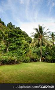 A tropical back yard with grass and palm trees