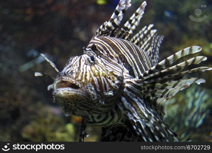 A tropical fish swims past at the Melbourne Aquarium.