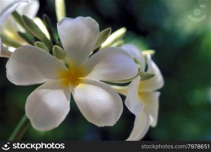 a tropical Flower on the beach of the island and atoll of the Maldives Islands in the indian ocean.. ASIA INDIAN OCEAN MALDIVES TROPICAL FLOWERS