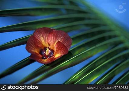 a tropical Flower on the beach of the island and atoll of the Maldives Islands in the indian ocean.. ASIA INDIAN OCEAN MALDIVES TROPICAL FLOWERS