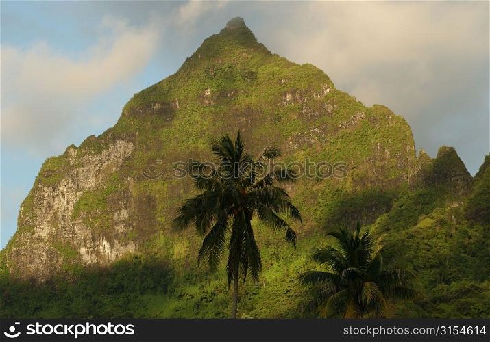 A tropical forest at the base of a hill, Moorea, Tahiti, French Polynesia, South Pacific