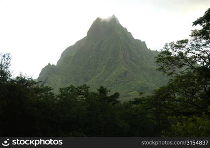 A tropical forest at the foot of a hill, Moorea, Tahiti, French Polynesia, South Pacific