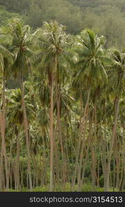 A tropical forest, Moorea, Tahiti, French Polynesia, South Pacific